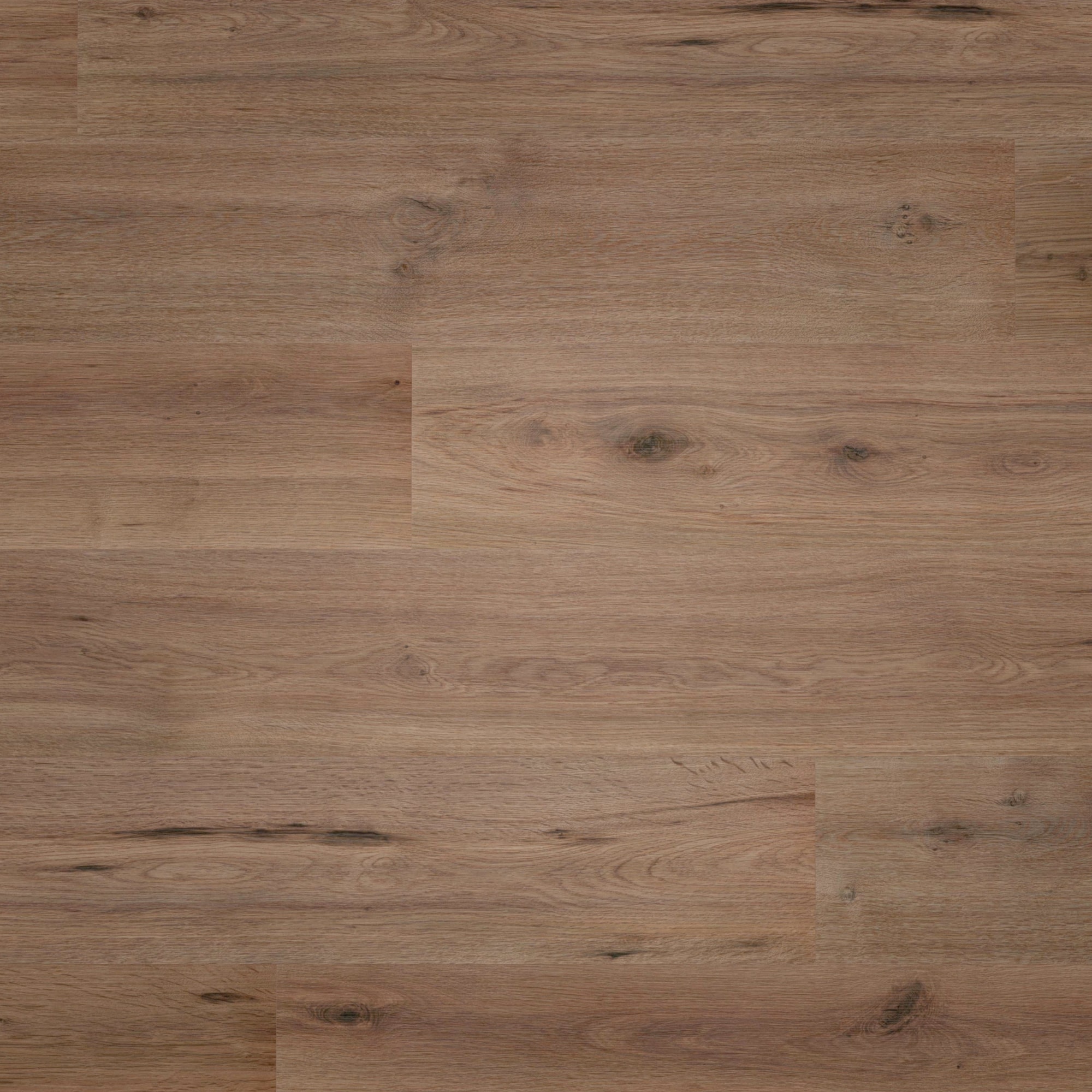 Draufsicht - wineo Klebe-Bioboden PURLINE wineo 1000 wood L Strong Oak Cappuccino Draufsicht - wineo PL303R