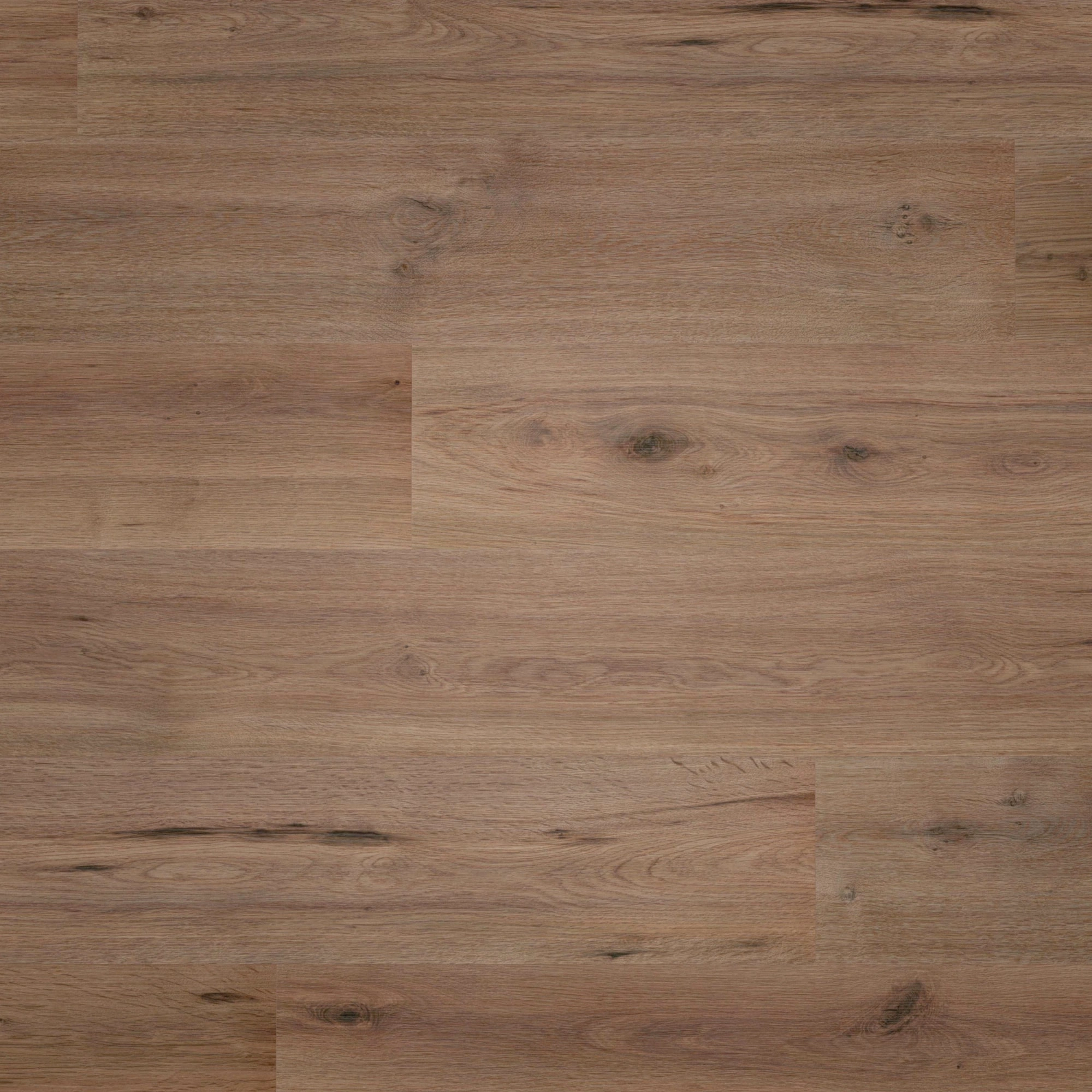 Draufsicht - wineo Klebe-Bioboden PURLINE wineo 1000 wood L Strong Oak Cappuccino Draufsicht - wineo PL303R
