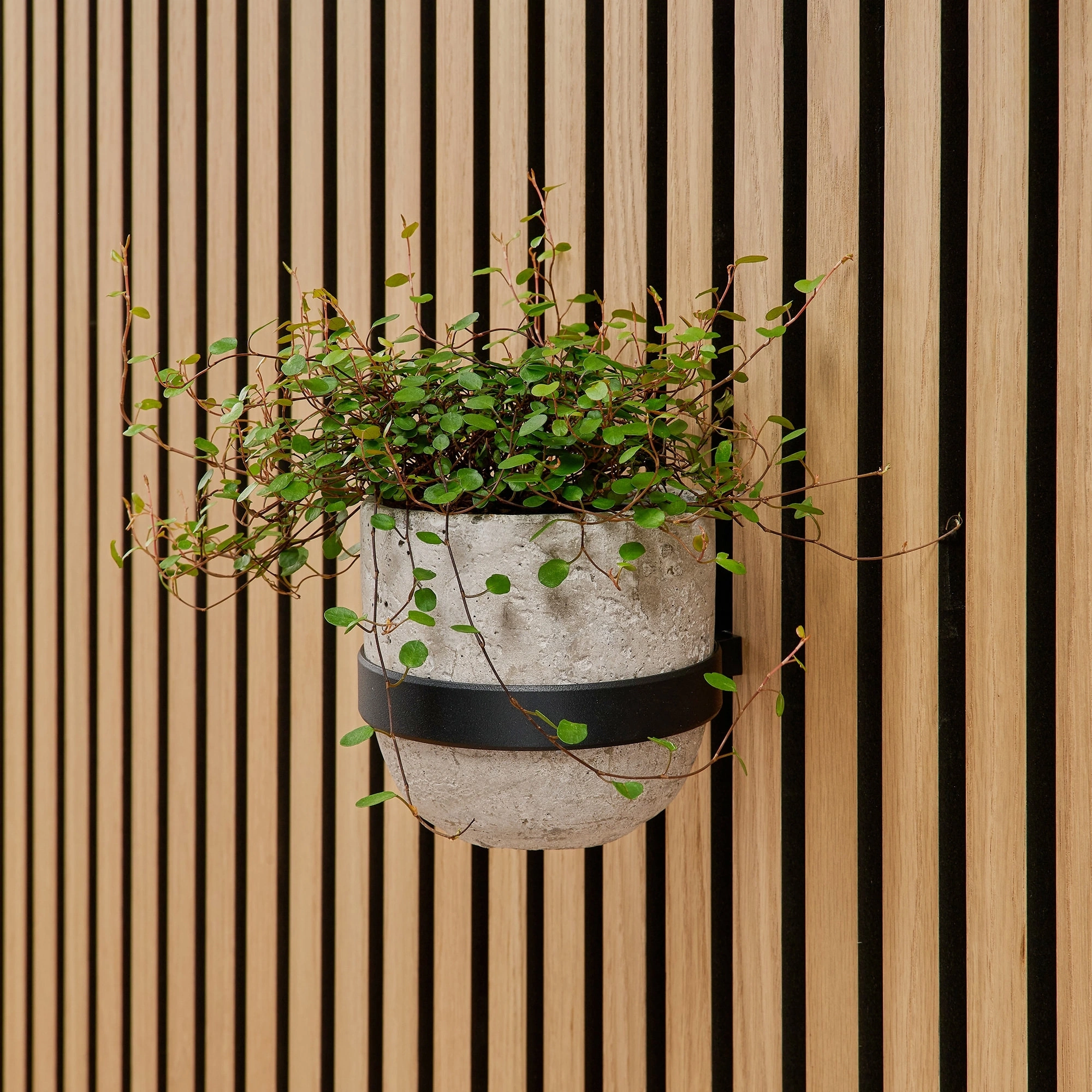 ter Hürne SilentDesign LivingWall Function Blumentopfring Soeren ter Hürne SilentDesign LivingWall Function Blumentopfring Soeren